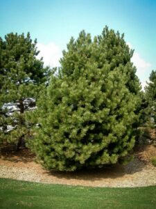 Сосна Чёрная (Pinus Nigra) купить по цене от 270.00р. в интернет-магазине «Посадика» с доставкой почтой в в Лодейное Полее и по всей России – [изображение №1].