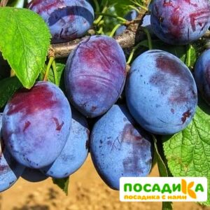 Слива Чачакская ранняя купить по цене от 229.00р. в интернет-магазине «Посадика» с доставкой почтой в в Лодейное Полее и по всей России – [изображение №1].