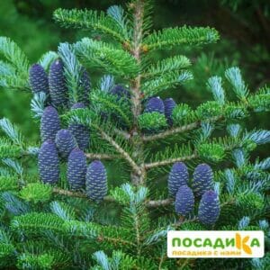 Пихта корейская (Abies koreana) купить по цене от 450.00р. в интернет-магазине «Посадика» с доставкой почтой в в Лодейное Полее и по всей России – [изображение №1].