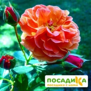 Роза Арабия купить по цене от 350.00р. в интернет-магазине «Посадика» с доставкой почтой в в Лодейное Полее и по всей России – [изображение №1].