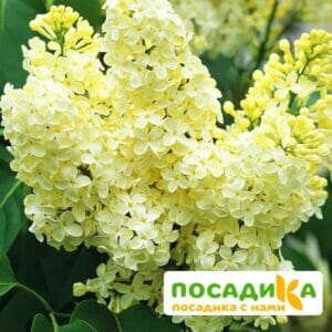 Сирень Примроуз (Primrose) купить по цене от 529.00р. в интернет-магазине «Посадика» с доставкой почтой в в Лодейное Полее и по всей России – [изображение №1].