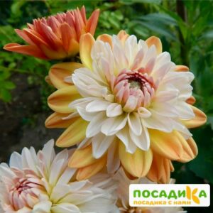 Георгина Коуп де Солейл (декоративная) купить по цене от 400р. в интернет-магазине «Посадика» с доставкой почтой в в Лодейное Полее и по всей России – [изображение №1].