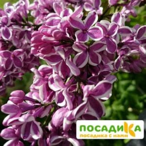 Сирень Сенсация купить по цене от 529.00р. в интернет-магазине «Посадика» с доставкой почтой в в Лодейное Полее и по всей России – [изображение №1].