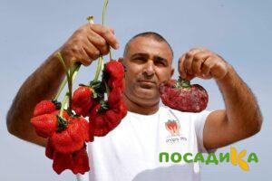 Клубника Гигант Джорнея купить по цене от 266р. в интернет-магазине «Посадика» с доставкой почтой в в Лодейное Полее и по всей России – [изображение №1].