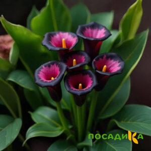 Калла Аура Лейс купить по цене от 400р. в интернет-магазине «Посадика» с доставкой почтой в в Лодейное Полее и по всей России – [изображение №1].
