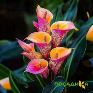 Калла Оникс купить по цене от 450р. в интернет-магазине «Посадика» с доставкой почтой в в Лодейное Полее и по всей России – [изображение №1].