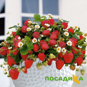 Клубника Рубиновый Шепот (горшечная) купить по цене от 240р. в интернет-магазине «Посадика» с доставкой почтой в в Лодейное Полее и по всей России – [изображение №1].