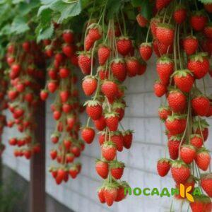 Клубника вьющаяся Комплимент купить по цене от 470р. в интернет-магазине «Посадика» с доставкой почтой в в Лодейное Полее и по всей России – [изображение №1].