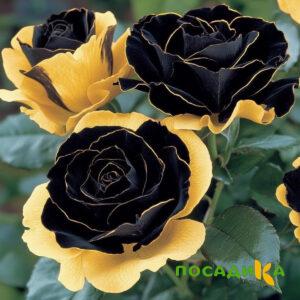 Роза Ханни Сикл купить по цене от 700р. в интернет-магазине «Посадика» с доставкой почтой в в Лодейное Полее и по всей России – [изображение №1].