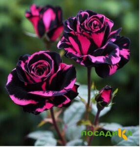 Роза Багровый Шепот купить по цене от 366р. в интернет-магазине «Посадика» с доставкой почтой в в Лодейное Полее и по всей России – [изображение №1].
