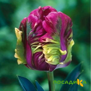 Тюльпан Экзотик Хэвен купить по цене от 186р. в интернет-магазине «Посадика» с доставкой почтой в в Лодейное Полее и по всей России – [изображение №1].