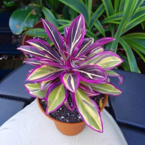 Хоста Сильвер Стик купить по цене от 650р. в интернет-магазине «Посадика» с доставкой почтой в в Лодейное Полее и по всей России – [изображение №1].