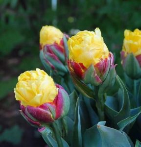 Тюльпан Айс Крим Банана купить по цене от 360р. в интернет-магазине «Посадика» с доставкой почтой в в Лодейное Полее и по всей России – [изображение №1].