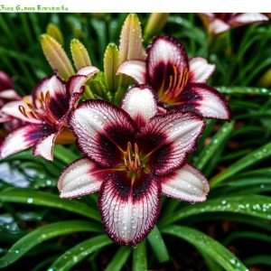 Лилейник Крим Сикл купить по цене от 799р. в интернет-магазине «Посадика» с доставкой почтой в в Лодейное Полее и по всей России – [изображение №1].