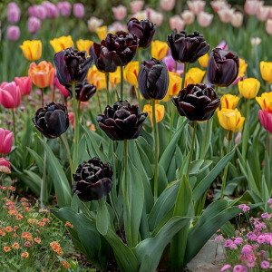 Тюльпан махровый Рейдинс Дарк купить по цене от 230р. в интернет-магазине «Посадика» с доставкой почтой в в Лодейное Полее и по всей России – [изображение №1].
