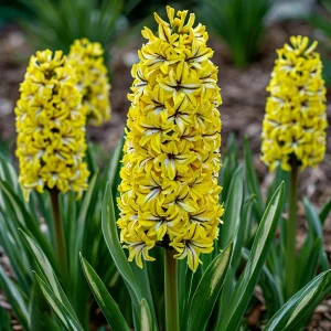 Гиацинт Сансет Голд купить по цене от 2099р. в интернет-магазине «Посадика» с доставкой почтой в в Лодейное Полее и по всей России – [изображение №1].