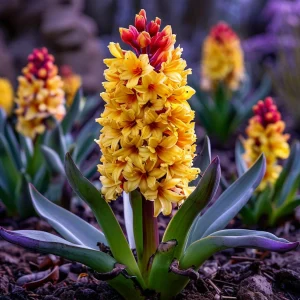 Гиацинт Миднайт Мистери купить по цене от 2099р. в интернет-магазине «Посадика» с доставкой почтой в в Лодейное Полее и по всей России – [изображение №1].