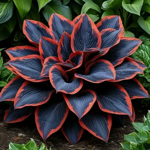 Хоста Солнечный Агат купить по цене от 440р. в интернет-магазине «Посадика» с доставкой почтой в в Лодейное Полее и по всей России – [изображение №1].