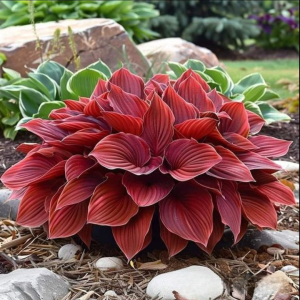 Хоста Рэд Эйнджл купить по цене от 549р. в интернет-магазине «Посадика» с доставкой почтой в в Лодейное Полее и по всей России – [изображение №1].