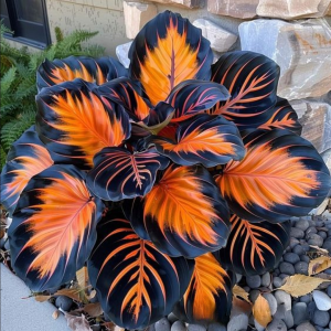 Хоста Сикрет Форест купить по цене от 601р. в интернет-магазине «Посадика» с доставкой почтой в в Лодейное Полее и по всей России – [изображение №1].