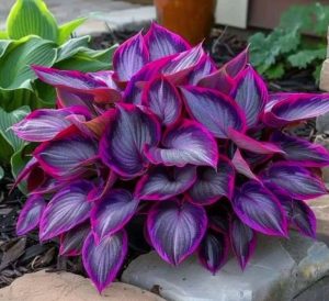 Хоста Сикрет Гарденс купить по цене от 549р. в интернет-магазине «Посадика» с доставкой почтой в в Лодейное Полее и по всей России – [изображение №1].